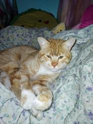 Lost Male Cat last seen Parker and J St., Springfield, OR 97477