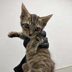 Shelter Stray Female Cat last seen street, San Diego, CA, 92113, 5500 Gaines St, San Diego, CA 92110, USA