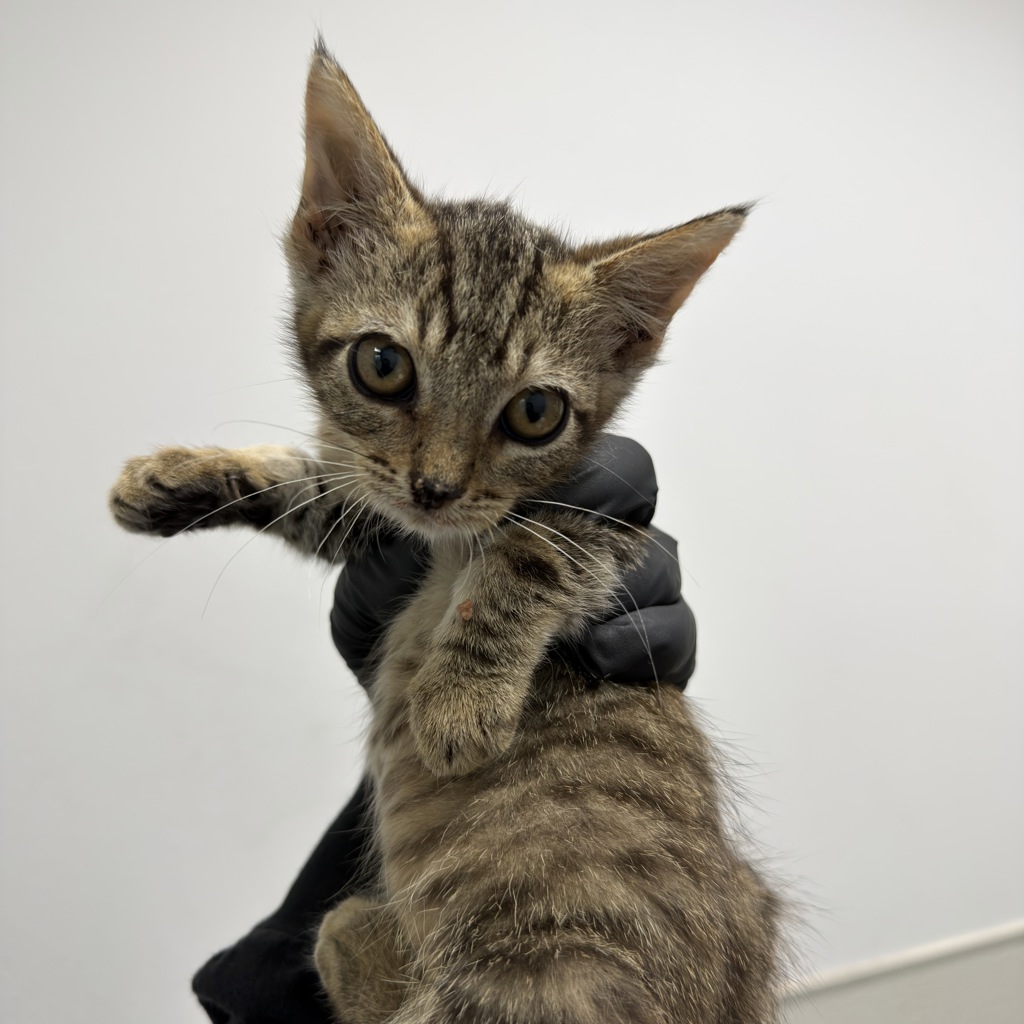 Shelter Stray Female Cat last seen street, San Diego, CA, 92113, 5500 Gaines St, San Diego, CA 92110, USA