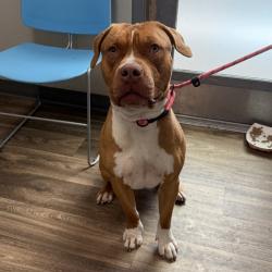 Shelter Stray Male Dog last seen Illinois Street, San Diego, CA, 92116, 5500 Gaines St, San Diego, CA 92110, USA