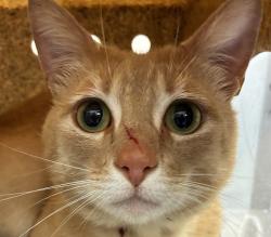Shelter Stray Male Cat last seen GRESHAM, OR, 97080, 1700 W Historic Columbia River Hwy, Troutdale, OR 97060, USA