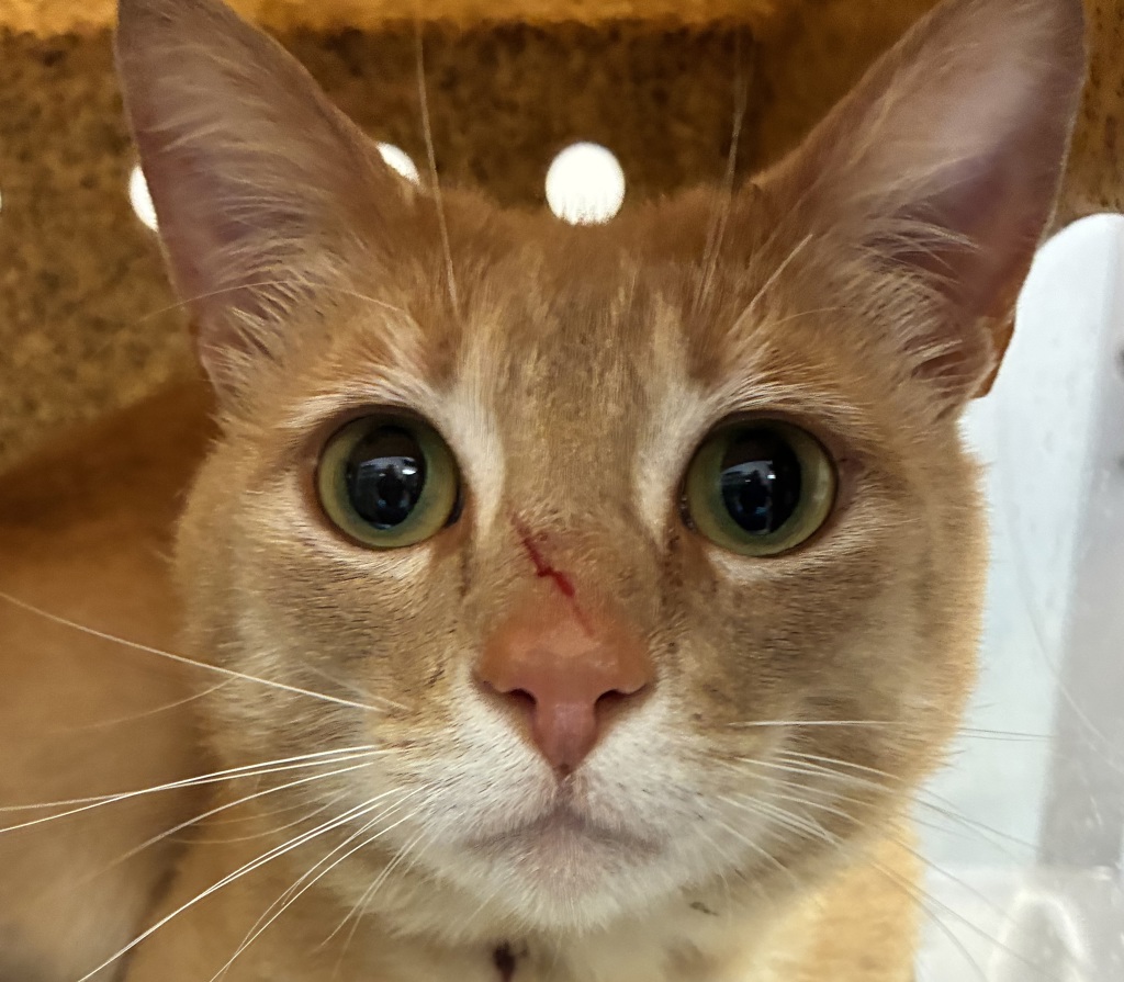 Shelter Stray Male Cat last seen GRESHAM, OR, 97080, 1700 W Historic Columbia River Hwy, Troutdale, OR 97060, USA