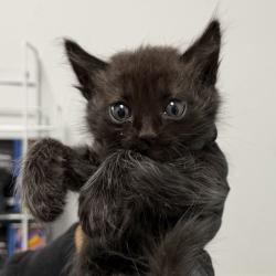 Shelter Stray Male Cat last seen Euclid Ave, San Diego, CA, 92114, 5500 Gaines St, San Diego, CA 92110, USA