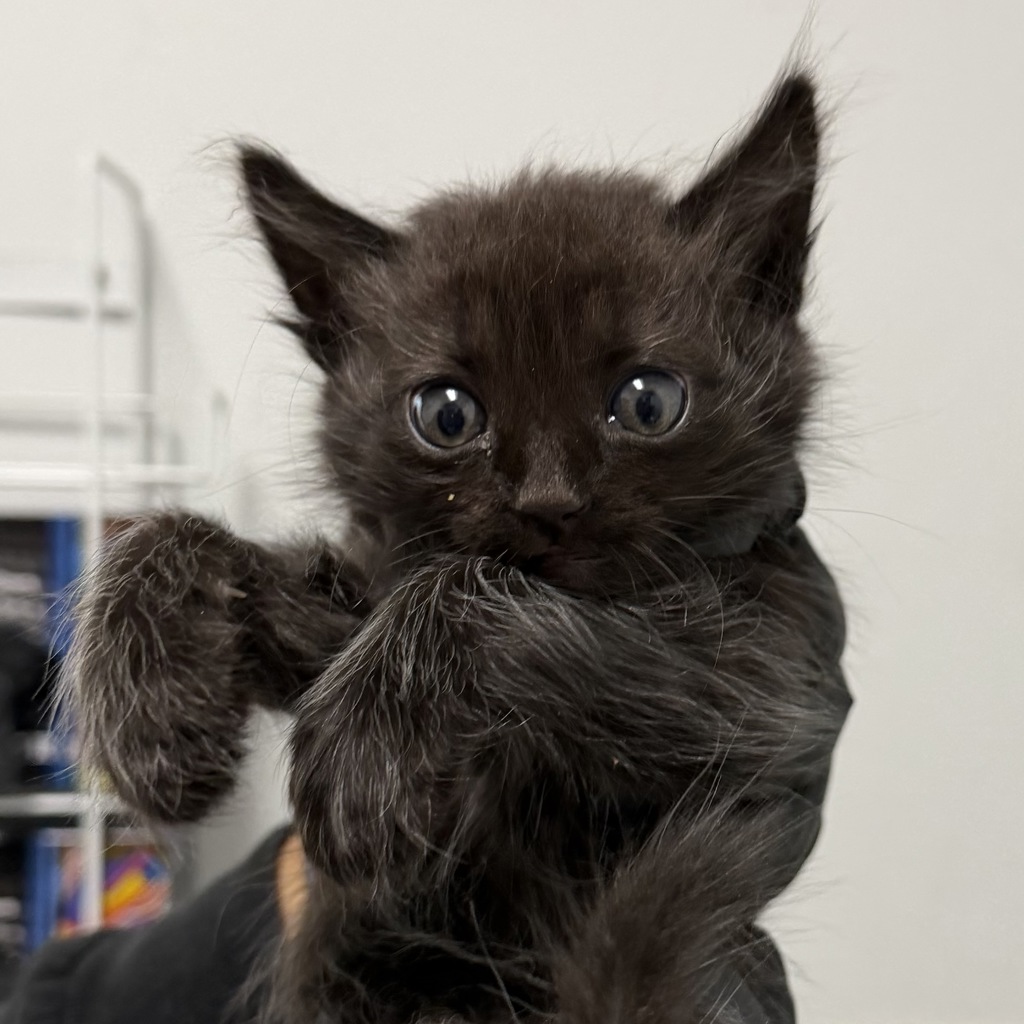 Shelter Stray Male Cat last seen Euclid Ave, San Diego, CA, 92114, 5500 Gaines St, San Diego, CA 92110, USA