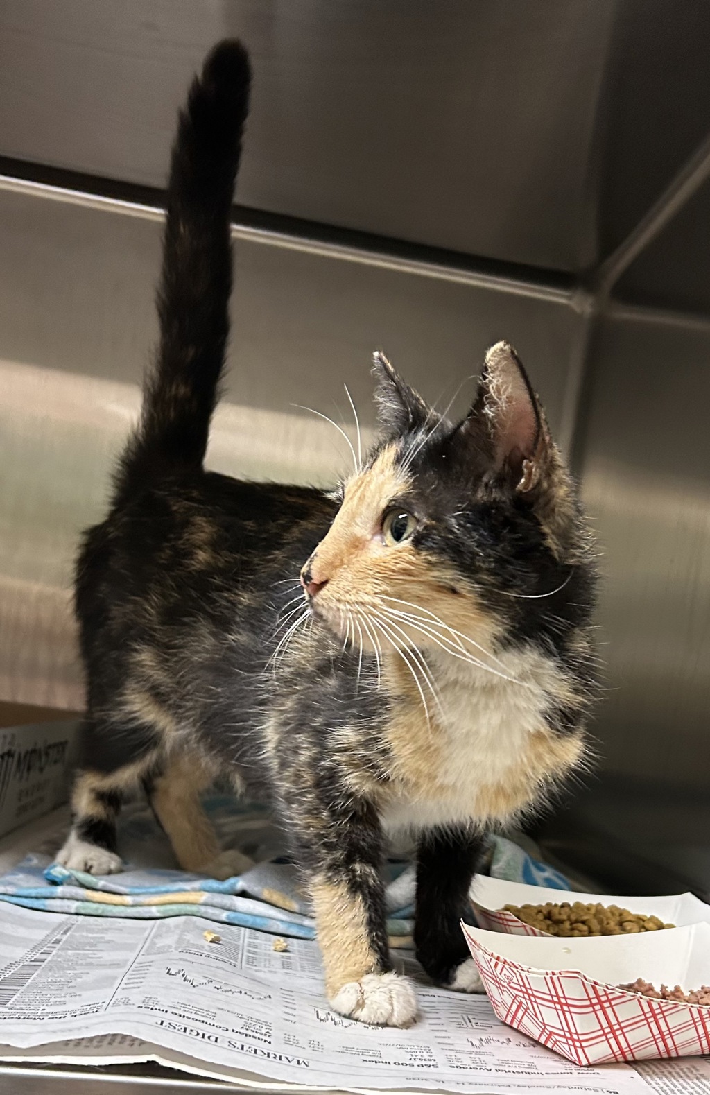 Shelter Stray Female Cat last seen Near Sykes Avenue, VIRGINIA BEACH, VA, 23454, 341 S Birdneck Rd, Virginia Beach, VA 23451, USA
