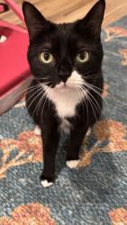 Reunited Female Cat last seen Old dominion and Langston blvd, Arlington, VA 22207