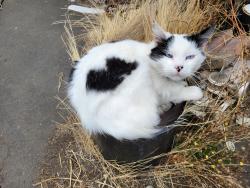 Lost Male Cat last seen Union Ave NE & NE 22nd Pl, Renton, WA 98056