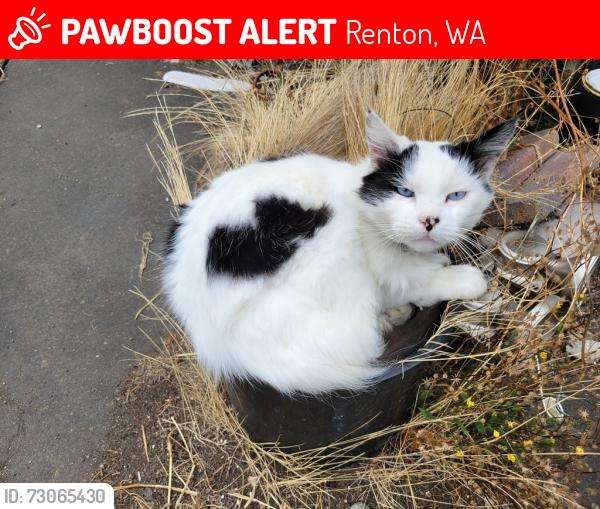 Lost Male Cat last seen Union Ave NE & NE 22nd Pl, Renton, WA 98056