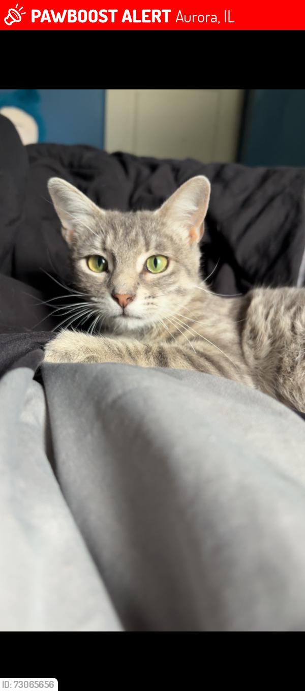 Lost Female Cat last seen Across the street from the green mini mart, Aurora, IL 60538