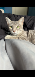 Lost Female Cat last seen Across the street from the green mini mart, Aurora, IL 60538