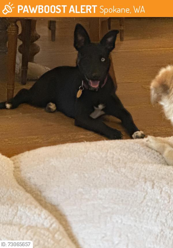 Found/Stray Female Dog last seen Government way, spokane, Spokane, WA 99224