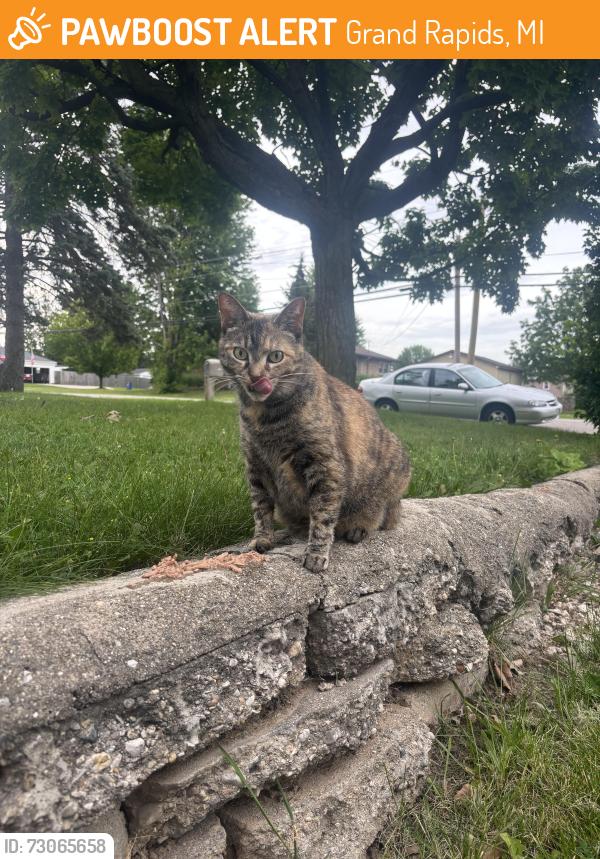 Found/Stray Female Cat last seen Woodlawn and Abigail, Grand Rapids, MI 49506