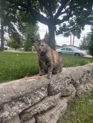Found/Stray Female Cat last seen Woodlawn and Abigail, Grand Rapids, MI 49506