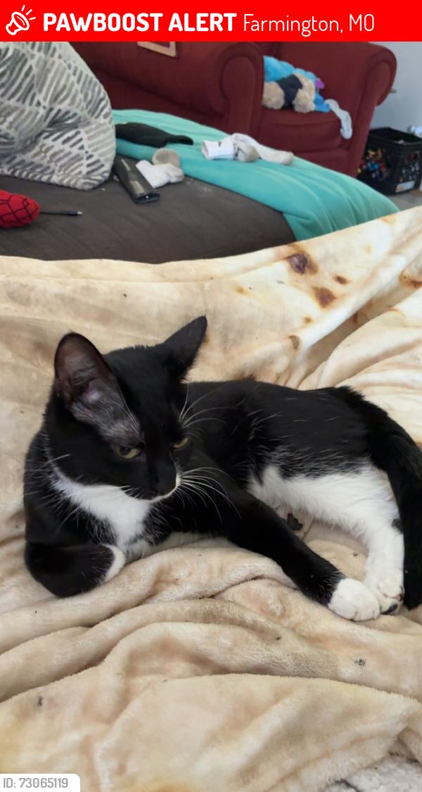 Lost Female Cat last seen Ste. Geniveve avenue by c-barn, Farmington, MO 63640