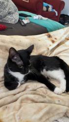 Lost Female Cat last seen Ste. Geniveve avenue by c-barn, Farmington, MO 63640
