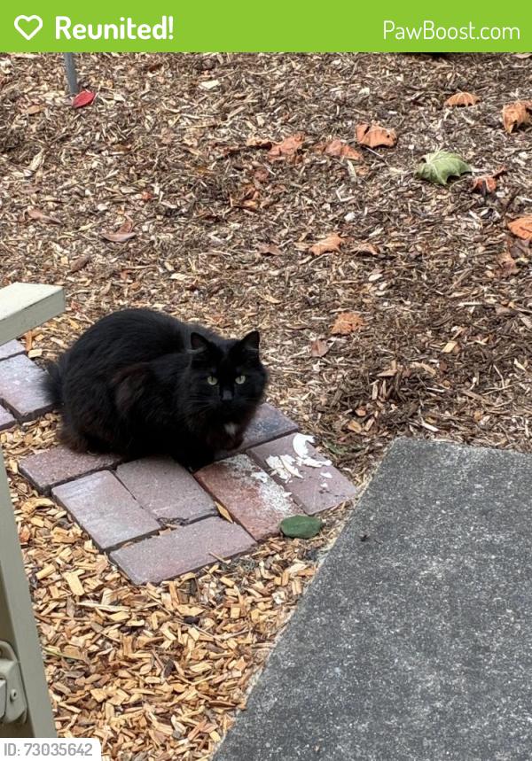 Reunited Unknown Cat last seen park place , Petaluma, CA 94954