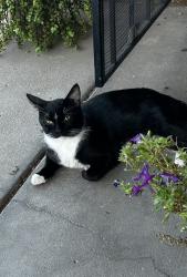 Found/Stray Male Cat last seen Tomahawk and Southern, Apache Junction, AZ 85119