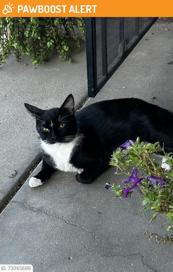 Found/Stray Male Cat last seen Tomahawk and Southern, Apache Junction, AZ 85119