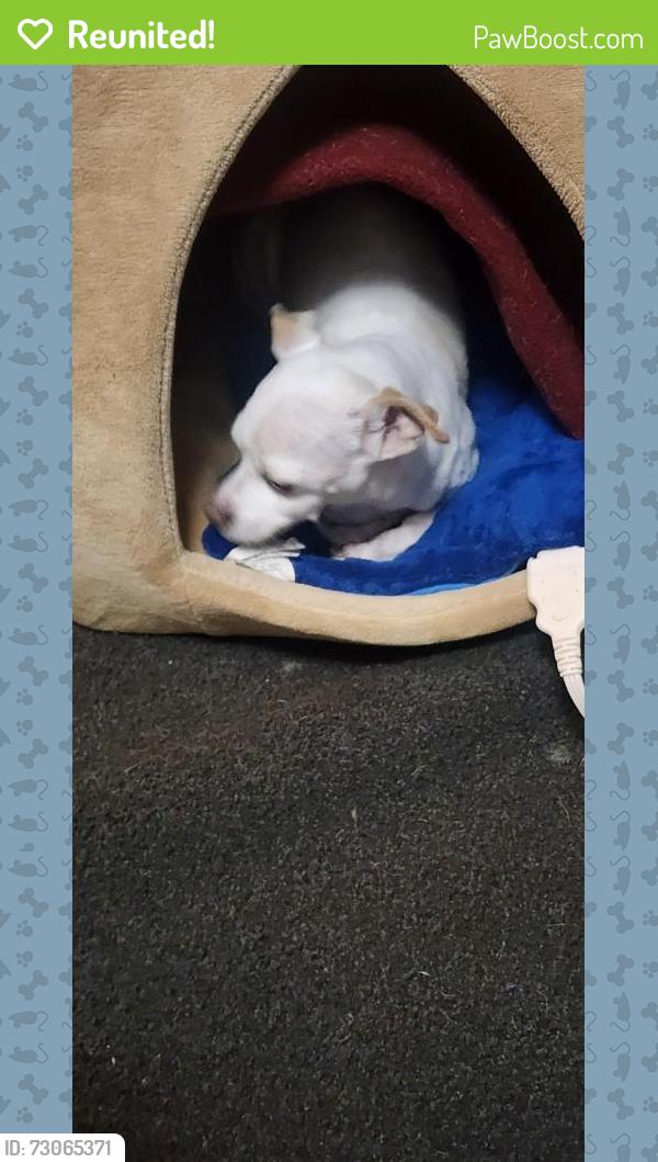 Reunited Male Dog last seen Kensington Townhouse , Tumwater, WA 98512