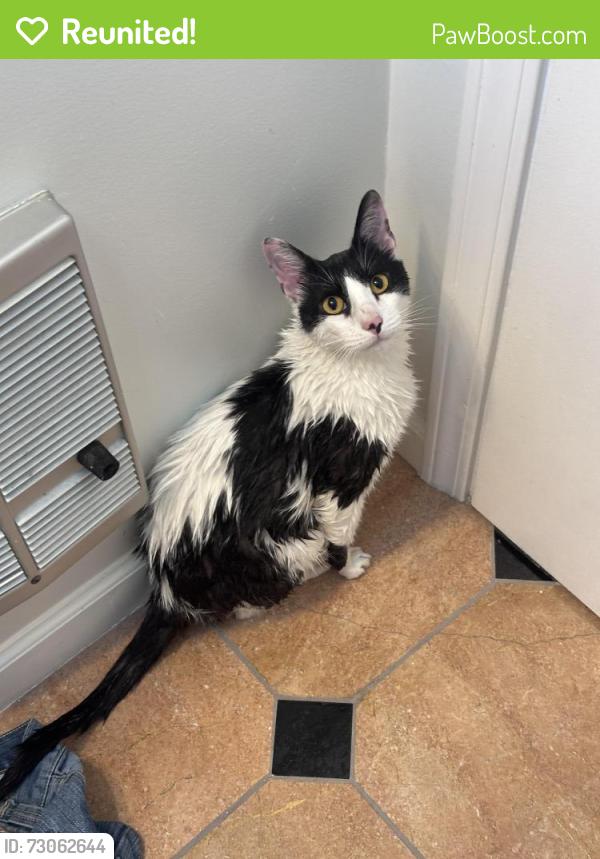 Reunited Male Cat last seen Suspected to have left through backyard of hse on Park way and Palm ave, South San Francisco, CA 94080