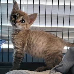 Shelter Stray Female Cat last seen , 8020 Washington St, Port Richey, FL 34668, USA