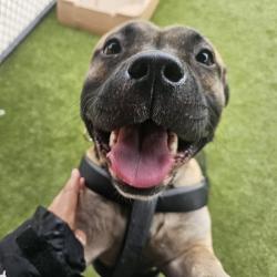 Shelter Stray Male Dog last seen , Animal Care & Control Team of Philly, 111 W Hunting Park Ave, Philadelphia, PA 19140, USA