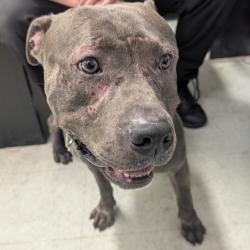Shelter Stray Male Dog last seen , Animal Care & Control Team of Philly, 111 W Hunting Park Ave, Philadelphia, PA 19140, USA