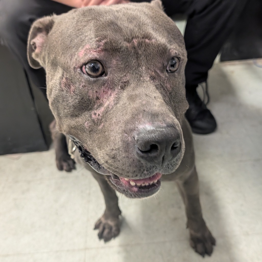 Shelter Stray Male Dog last seen , Animal Care & Control Team of Philly, 111 W Hunting Park Ave, Philadelphia, PA 19140, USA