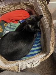 Lost Male Cat last seen Seven Oaks Elementary School, Lacey, WA 98503