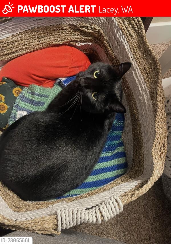 Lost Male Cat last seen Seven Oaks Elementary School, Lacey, WA 98503