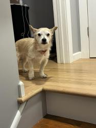 Reunited Male Dog last seen Palizini , Schenectady, NY 12303