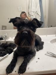 Lost Female Dog last seen Near county road 4213 Decatur Tx 76234, Decatur, TX 76234