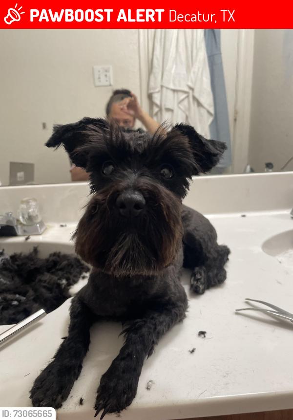Lost Female Dog last seen Near county road 4213 Decatur Tx 76234, Decatur, TX 76234