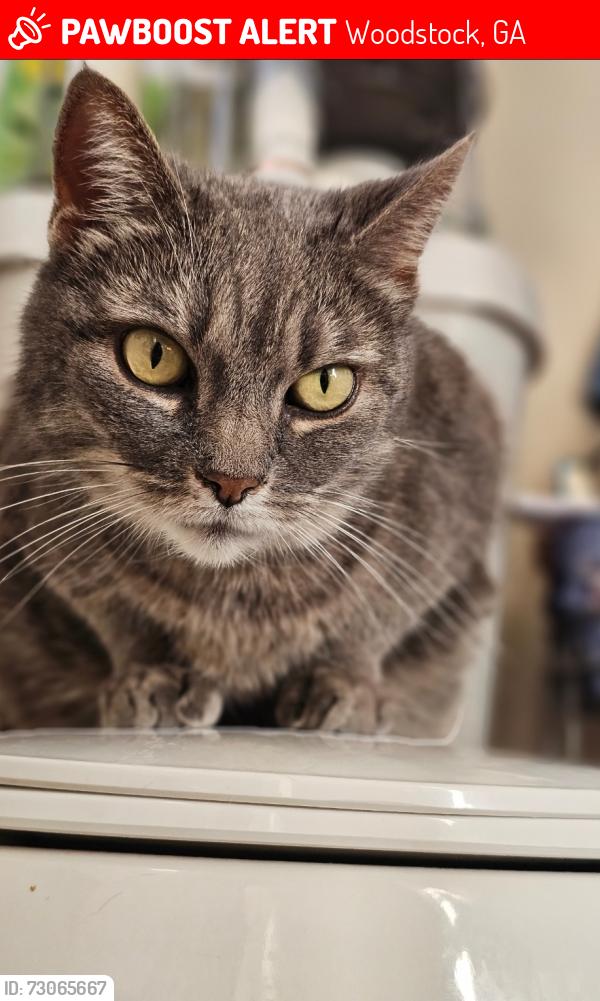 Lost Female Cat last seen Cherokee Forest, Woodstock, GA 30188