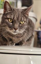 Lost Female Cat last seen Cherokee Forest, Woodstock, GA 30188