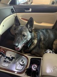 Reunited Male Dog last seen Rialto Way, Forsyth County, GA 30040