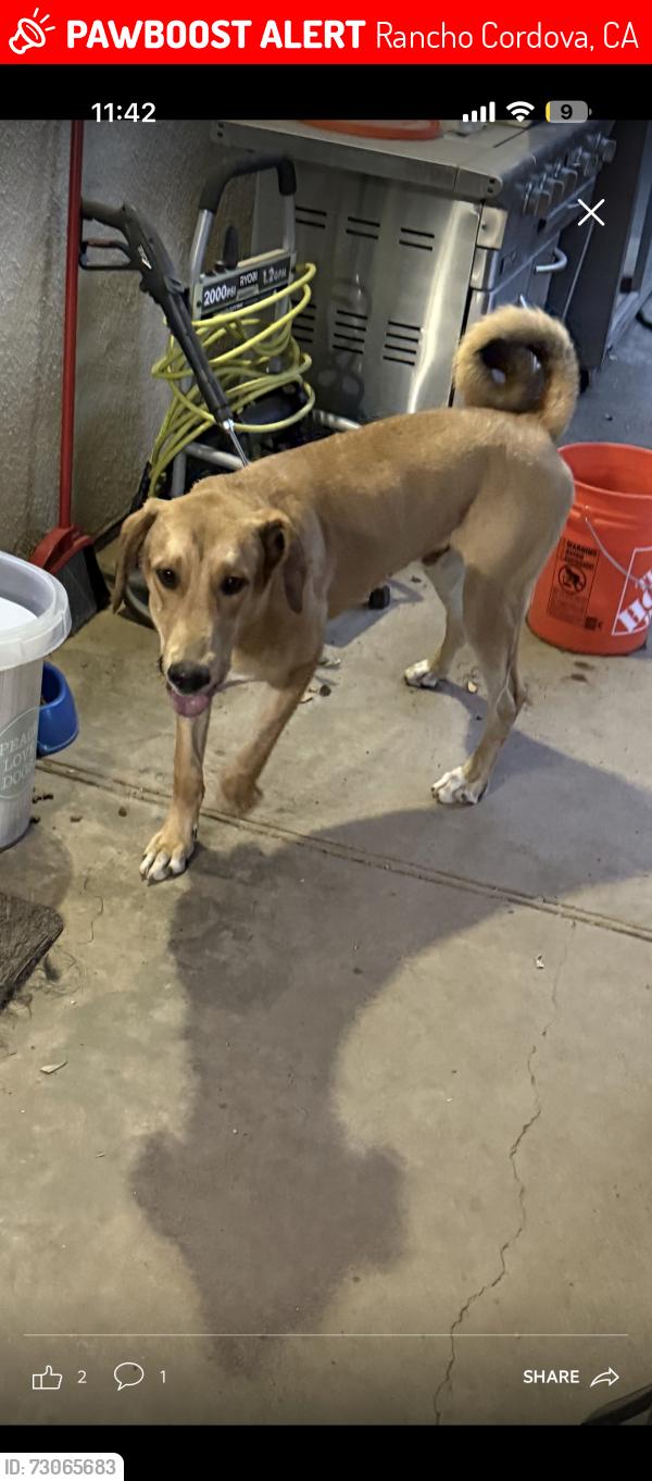Lost Male Dog last seen Sun river park heading towards the trails, Rancho Cordova, CA 95670