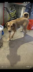 Lost Male Dog last seen Sun river park heading towards the trails, Rancho Cordova, CA 95670