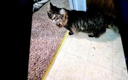 Lost Female Cat last seen Walker and 75th, West Allis, WI 53214