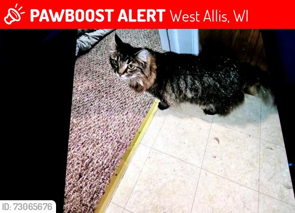 Lost Female Cat last seen Walker and 75th, West Allis, WI 53214