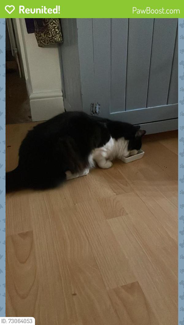 Reunited Male Cat last seen Verrier Road and Church Road , Redfield, England BS5