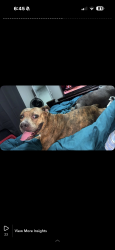 Lost Female Dog last seen Frank wicker & swanns station rd or Carolina trace, Sanford, NC 27332