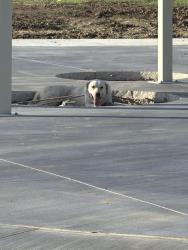 Found/Stray Unknown Dog last seen Epic playground, Grand Prairie, TX 75052