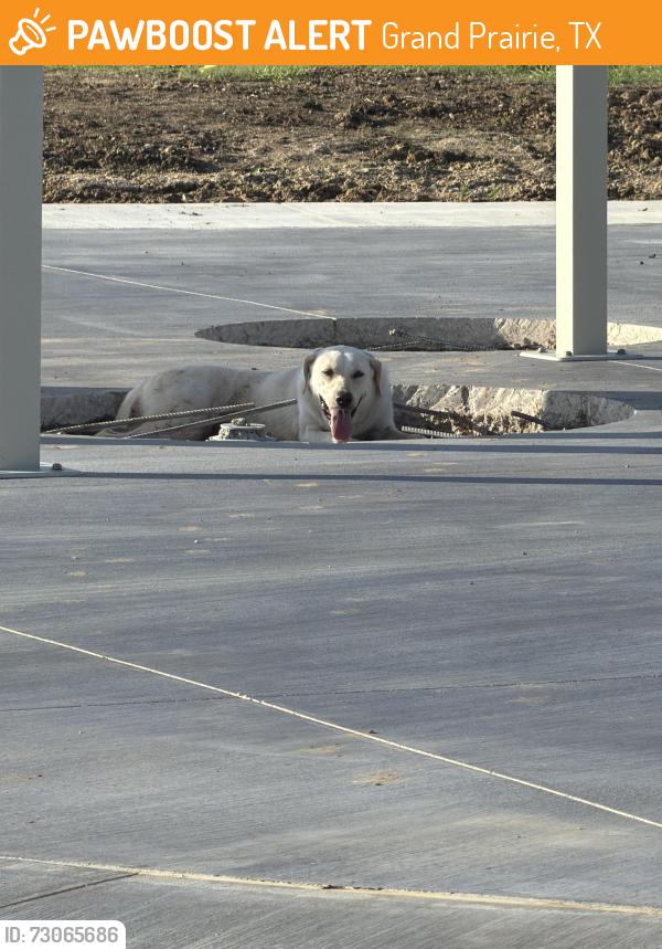 Found/Stray Unknown Dog last seen Epic playground, Grand Prairie, TX 75052