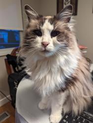 Lost Male Cat last seen Nadine Cres/Azure rd, Richmond, BC V7C 2T6