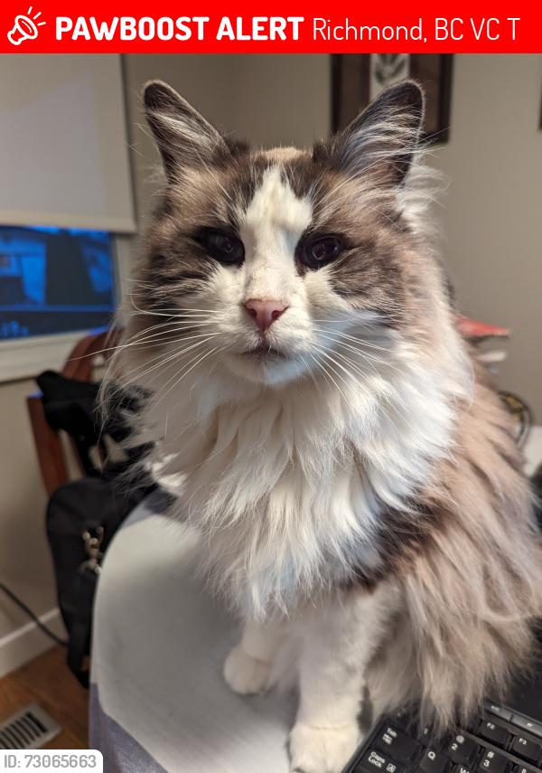 Lost Male Cat last seen Nadine Cres/Azure rd, Richmond, BC V7C 2T6