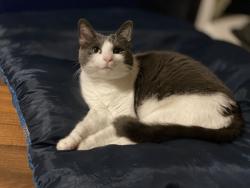 Lost Female Cat last seen Sequoia Rd., Oceanside, CA 92058