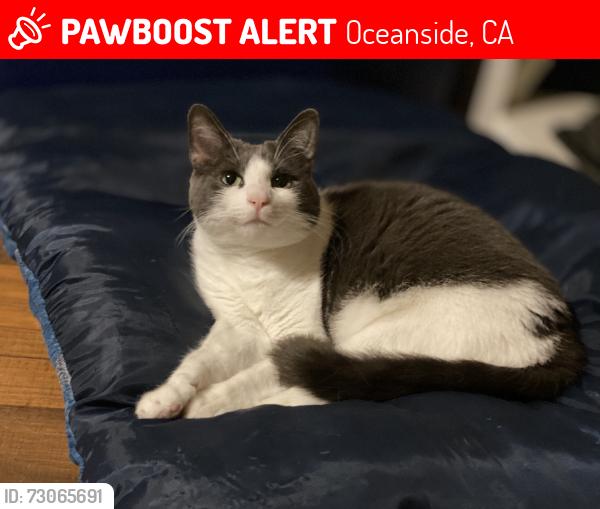 Lost Female Cat last seen Sequoia Rd., Oceanside, CA 92058