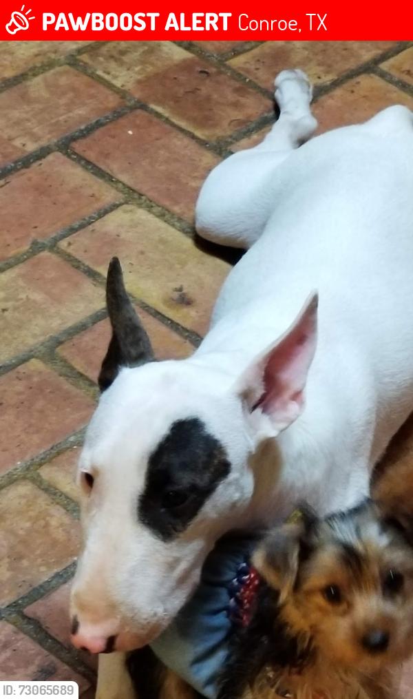 Lost Female Dog last seen Shenandoah Park conroe , Conroe, TX 77301