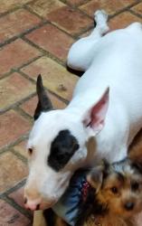 Lost Female Dog last seen Shenandoah Park conroe , Conroe, TX 77301